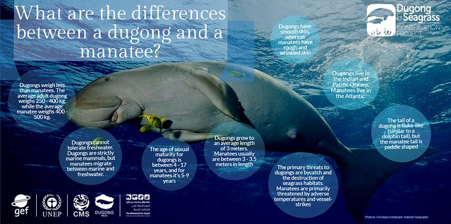 資訊圖像化案例_國外08_Difference between manatee and dugong代表圖