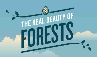 資訊圖像化案例_The Real Beauty of Forests代表圖